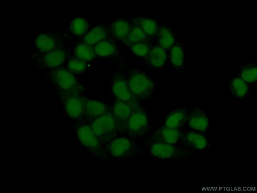 [20797-1-AP-150UL] C7orf50 Polyclonal antibody