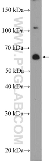 [20799-1-AP-150UL] ZNF397 Polyclonal antibody