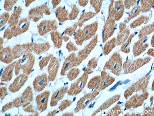 [20815-1-AP-20UL] KAZALD1 Polyclonal antibody