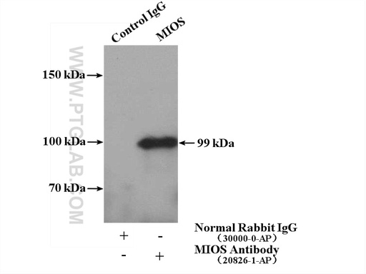 [20826-1-AP-150UL] MIOS Polyclonal antibody