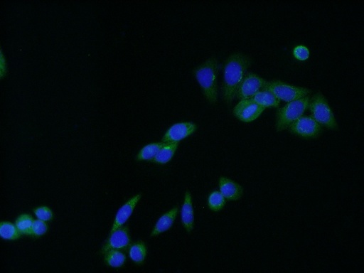 [20848-1-AP-20UL] C9orf86 Polyclonal antibody