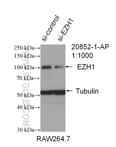 [20852-1-AP-150UL] EZH1 Polyclonal antibody