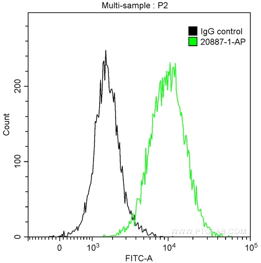[20887-1-AP-20UL] Caldesmon Polyclonal antibody