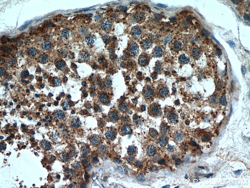 [20888-1-AP-150UL] SDF2L1 Polyclonal antibody
