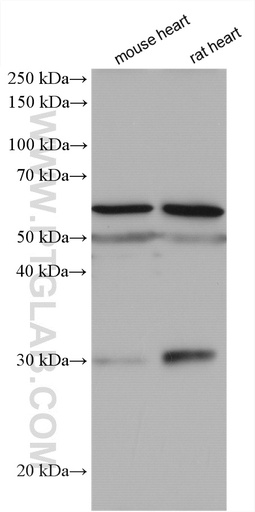[20898-1-AP-20UL] SLC47A1 Polyclonal antibody