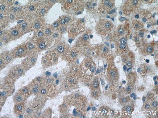 [20906-1-AP-150UL] C3orf20 Polyclonal antibody