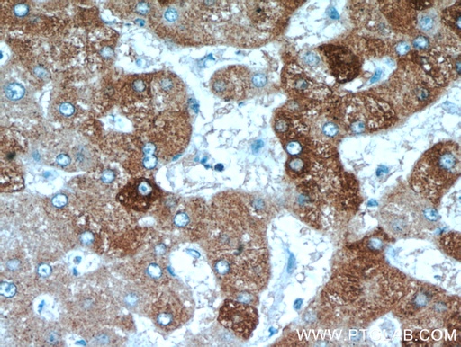 [20911-1-AP-20UL] FAM185A Polyclonal antibody