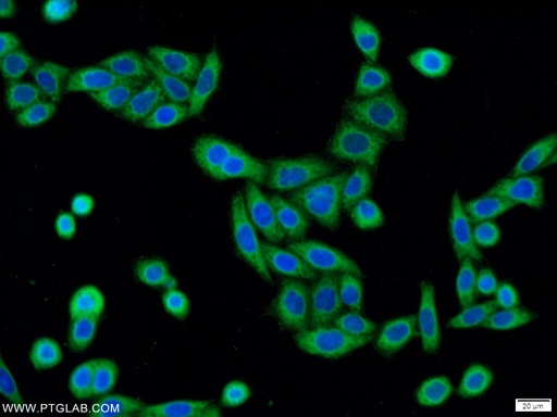 [20913-1-AP-20UL] C3orf21 Polyclonal antibody
