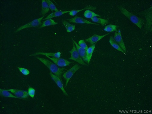 [20924-1-AP-150UL] C7orf58 Polyclonal antibody