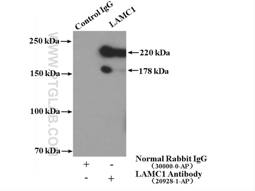 [20928-1-AP-20UL] LAMC1 Polyclonal antibody