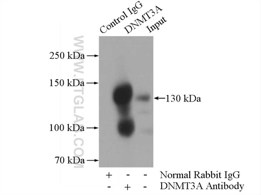 [20954-1-AP-20UL] DNMT3A Polyclonal antibody