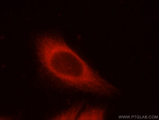 [20973-1-AP-150UL] INSC Polyclonal antibody