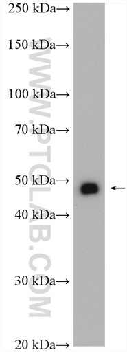 [20974-1-AP-20UL] NKX6-1 Polyclonal antibody