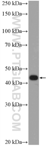 [20989-1-AP-20UL] PDX1 Polyclonal antibody