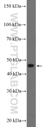 [21001-1-AP-150UL] BZW2 Polyclonal antibody