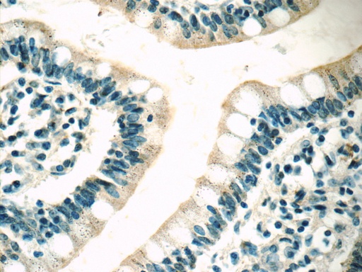 [21027-1-AP-150UL] MC3R Polyclonal antibody
