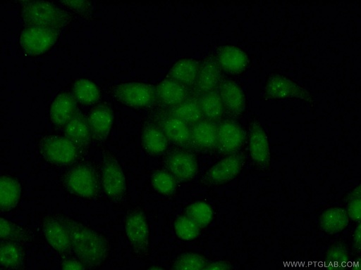 [21041-1-AP-20UL] PML Polyclonal antibody