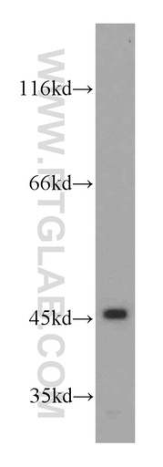 [21042-1-AP-20UL] NR1I3 Polyclonal antibody