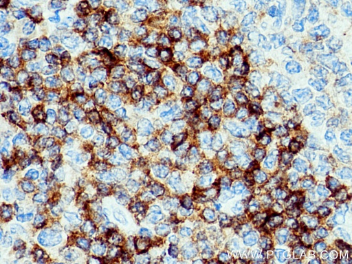[21063-1-AP-20UL] CD79B Polyclonal antibody