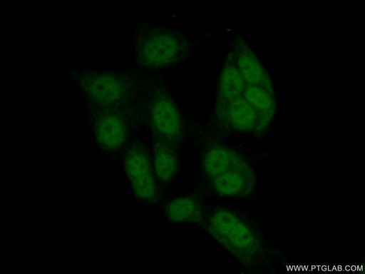 [21068-1-AP-20UL] MAZ Polyclonal antibody
