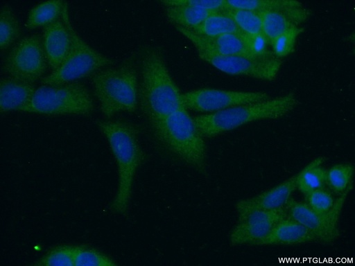 [21097-1-AP-20UL] PRAS40 Polyclonal antibody
