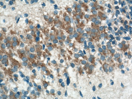 [21099-1-AP-20UL] TMCC1 Polyclonal antibody