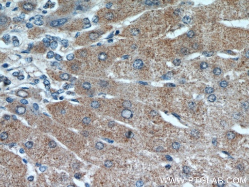 [21107-1-AP-150UL] RANBP10 Polyclonal antibody