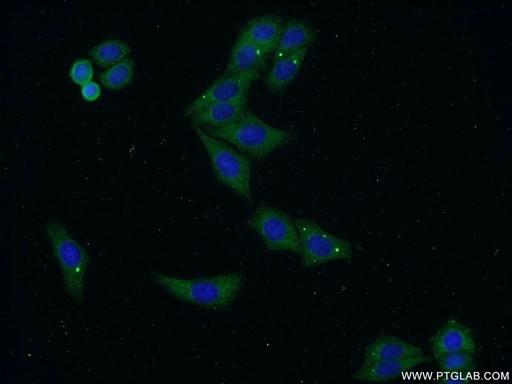 [21143-1-AP-20UL] FLJ23584 Polyclonal antibody