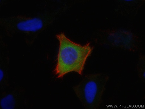 [21146-1-AP-20UL] LARS Polyclonal antibody