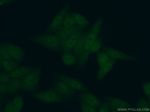 [21148-1-AP-20UL] EBF3 Polyclonal antibody