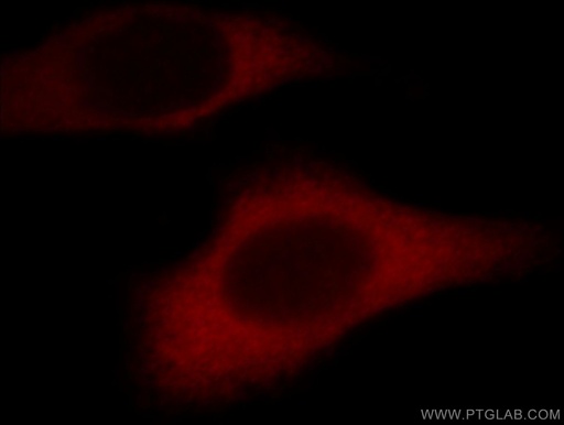 [21163-1-AP-20UL] TRIP6 Polyclonal antibody