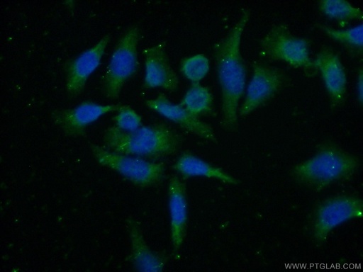[21165-1-AP-150UL] HTR4 Polyclonal antibody