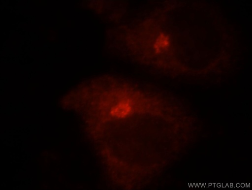 [21193-1-AP-150UL] GOLGA3 Polyclonal antibody