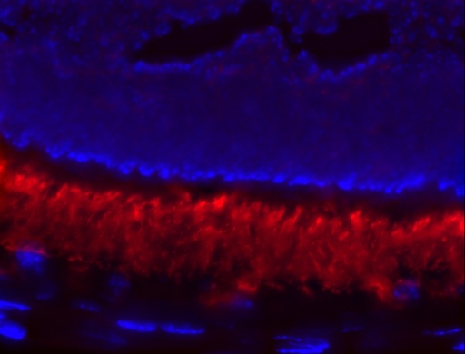 [21200-1-AP-20UL] PDE6A Polyclonal antibody