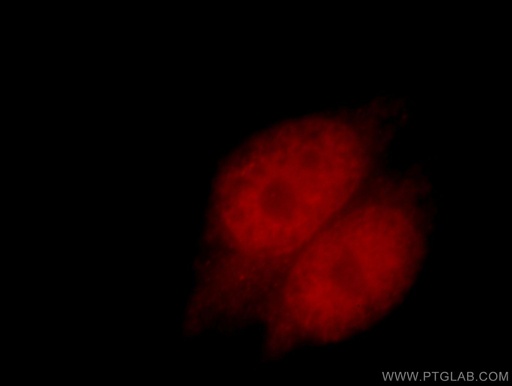 [21218-1-AP-150UL] RXRA Polyclonal antibody