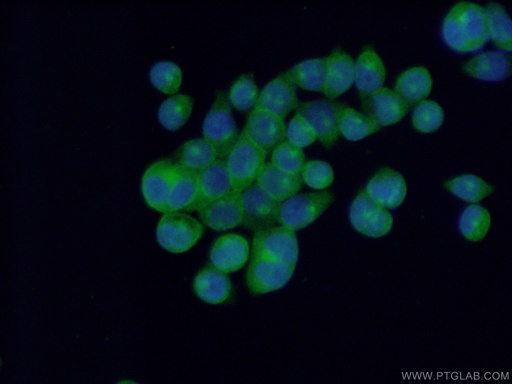 [21243-1-AP-150UL] EPS15R Polyclonal antibody