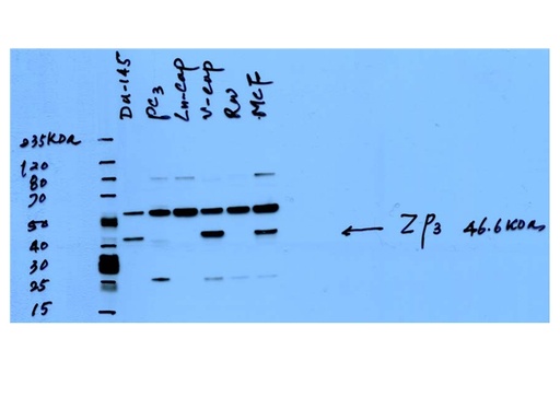 [21279-1-AP-150UL] ZP3 Polyclonal antibody