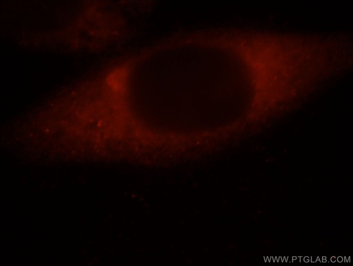 [21333-1-AP-20UL] FAM129A Polyclonal antibody
