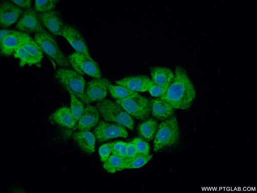 [21356-1-AP-150UL] PLEKHO2 Polyclonal antibody