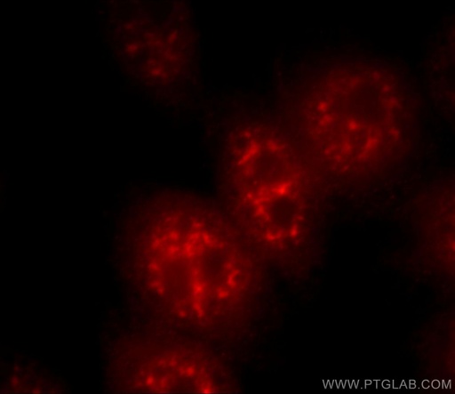 [21357-1-AP-20UL] C21orf66 Polyclonal antibody