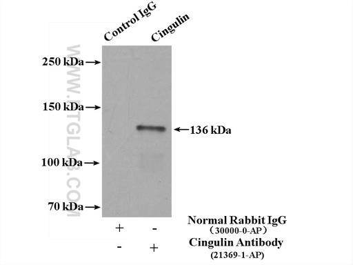 [21369-1-AP-150UL] Cingulin Polyclonal antibody