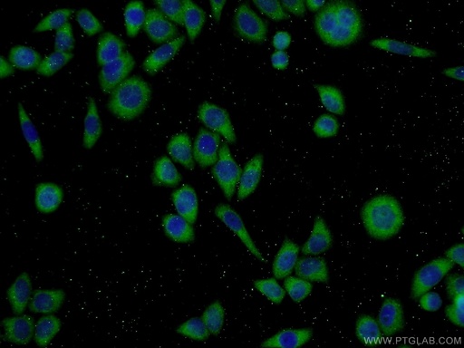 [21376-1-AP-150UL] ECM2 Polyclonal antibody