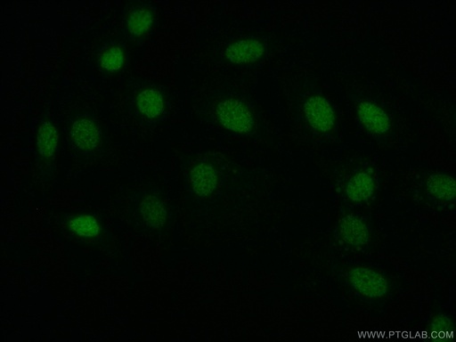 [21383-1-AP-20UL] Pan-PAX Polyclonal antibody
