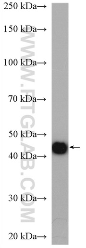 [21394-1-AP-20UL] RLBP1L2 Polyclonal antibody