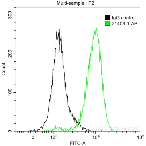[21403-1-AP-20UL] MYH10 Polyclonal antibody