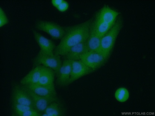 [21405-1-AP-20UL] APRT Polyclonal antibody
