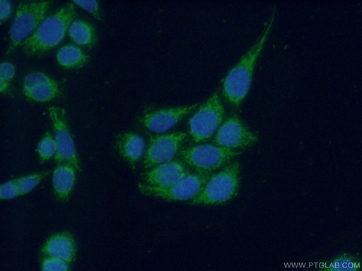 [21417-1-AP-150UL] INPP5J Polyclonal antibody