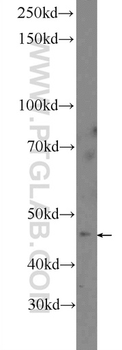 [21418-1-AP-150UL] ASTL Polyclonal antibody