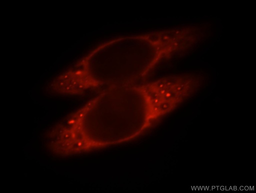 [21433-1-AP-20UL] SLC5A8 Polyclonal antibody