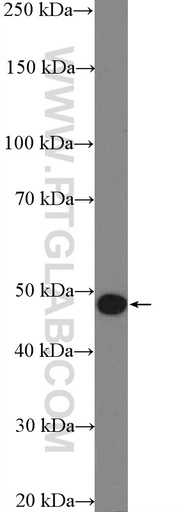 [21449-1-AP-20UL] ASB6 Polyclonal antibody